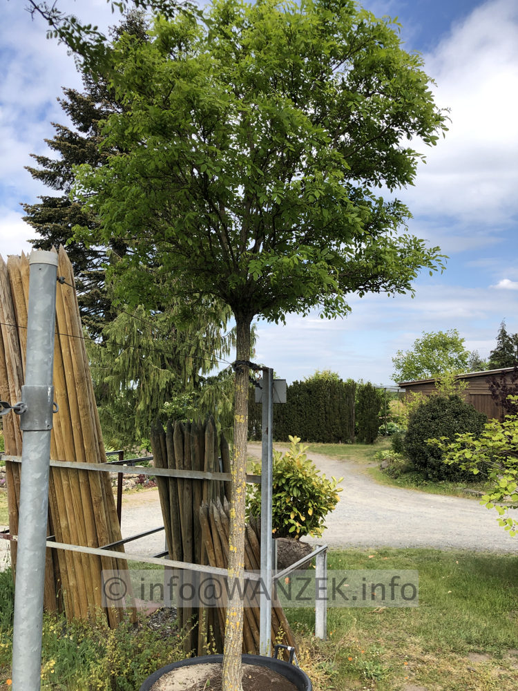 Robinia pseudoacacia Umbraculifera 01.JPG